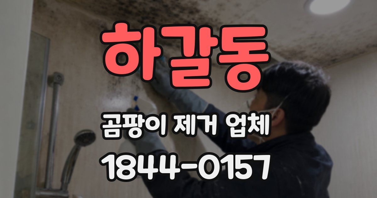 하갈동 곰팡이 제거 업체
