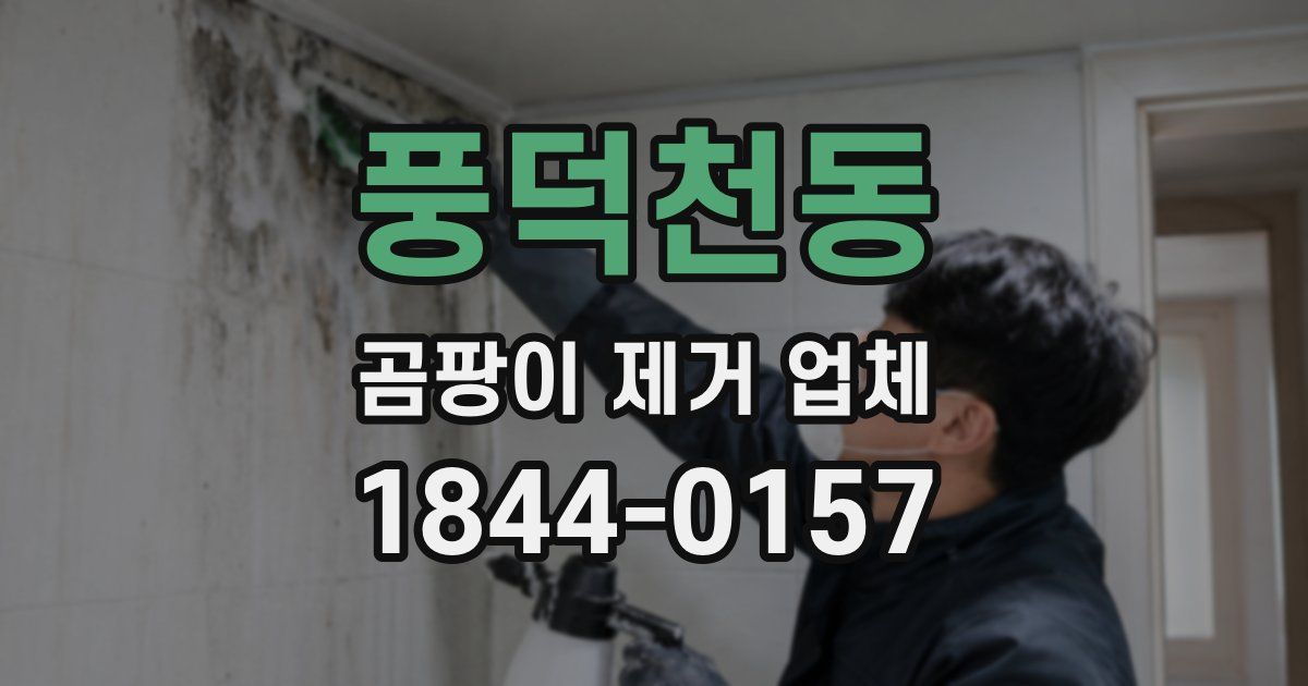 풍덕천동 곰팡이 제거 업체