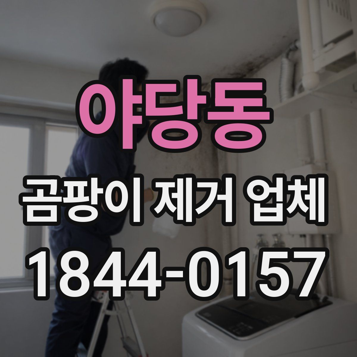 야당동 곰팡이 제거 업체