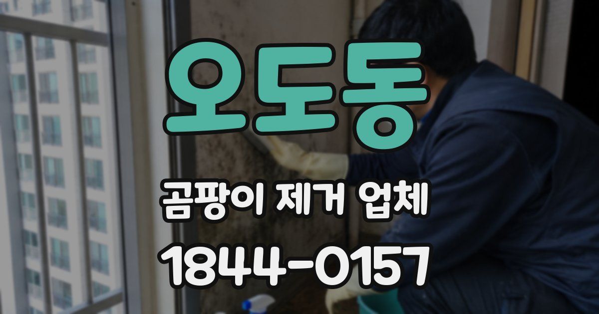 오도동 곰팡이 제거 업체