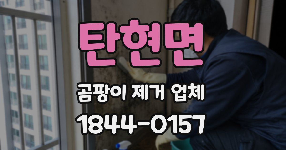 탄현면 곰팡이 제거 업체