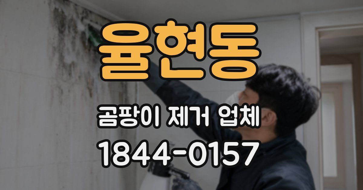 율현동 곰팡이 제거 업체