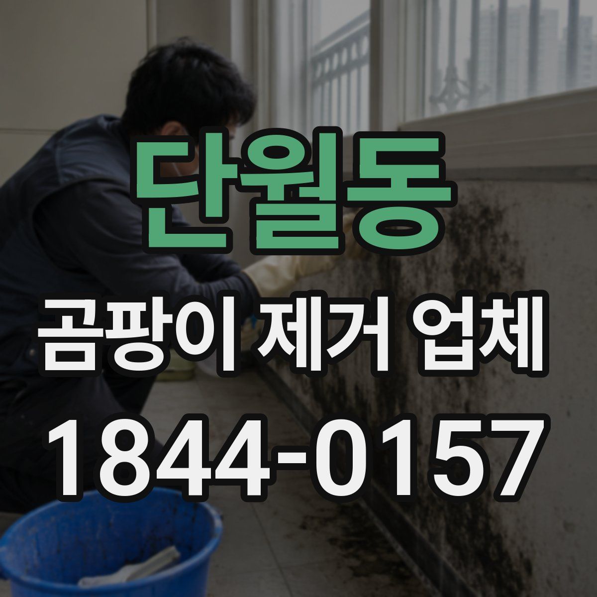 단월동 곰팡이 제거 업체