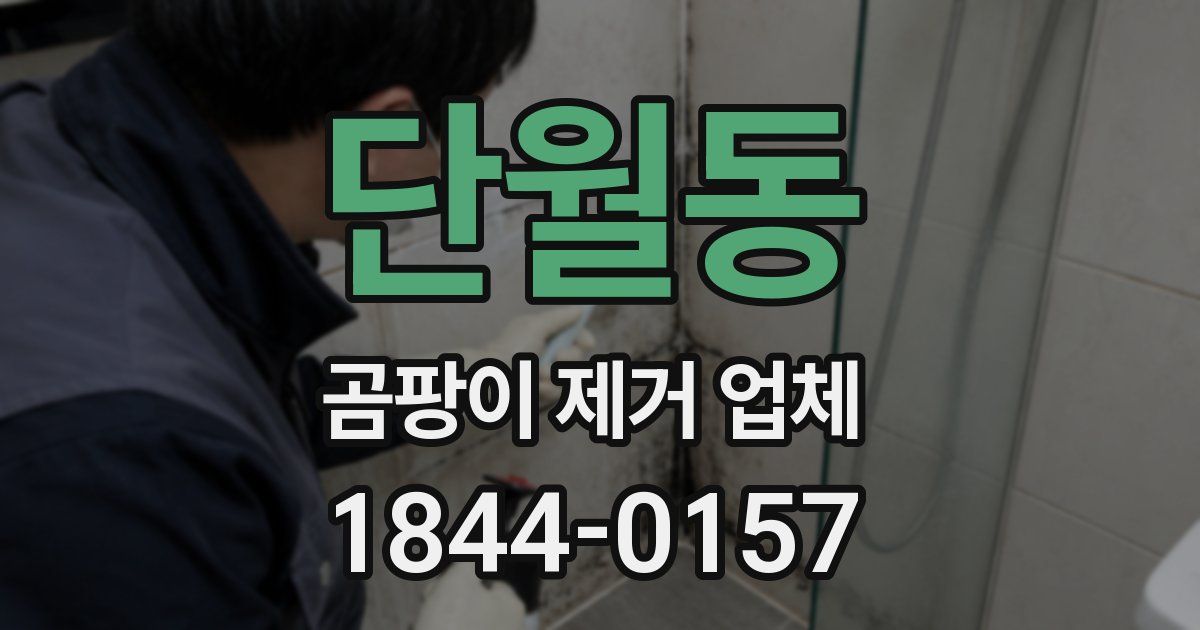 단월동 곰팡이 제거 업체