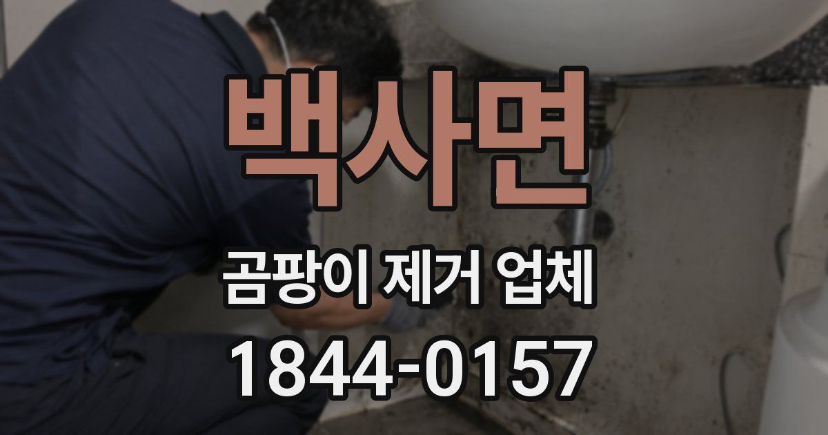 백사면 곰팡이 제거 업체