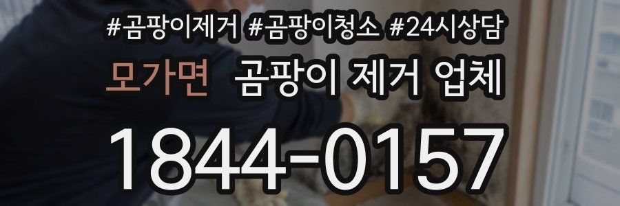 모가면 곰팡이 제거 업체