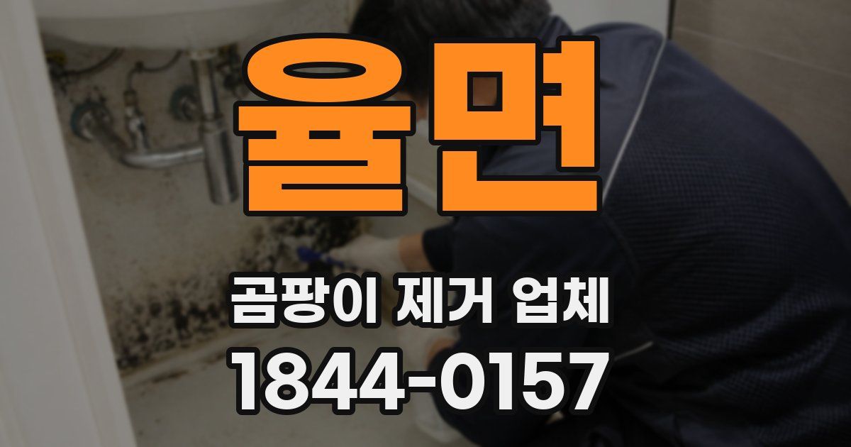 율면 곰팡이 제거 업체