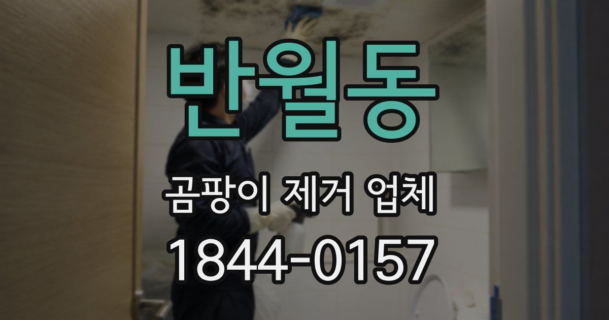 반월동 곰팡이 제거 업체