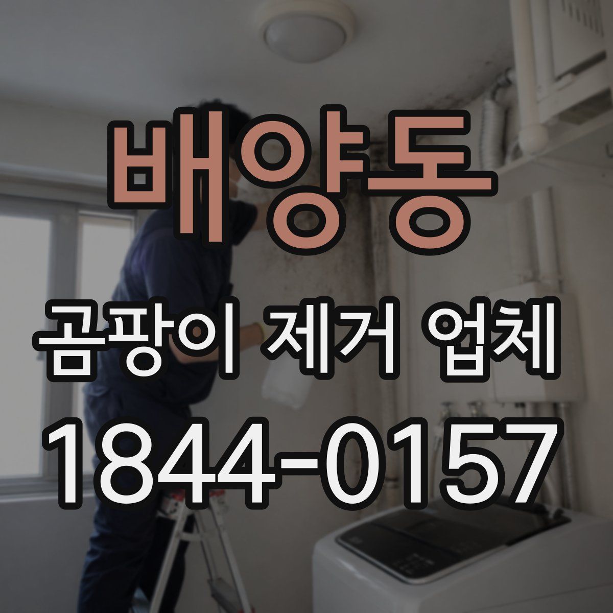 배양동 곰팡이 제거 업체