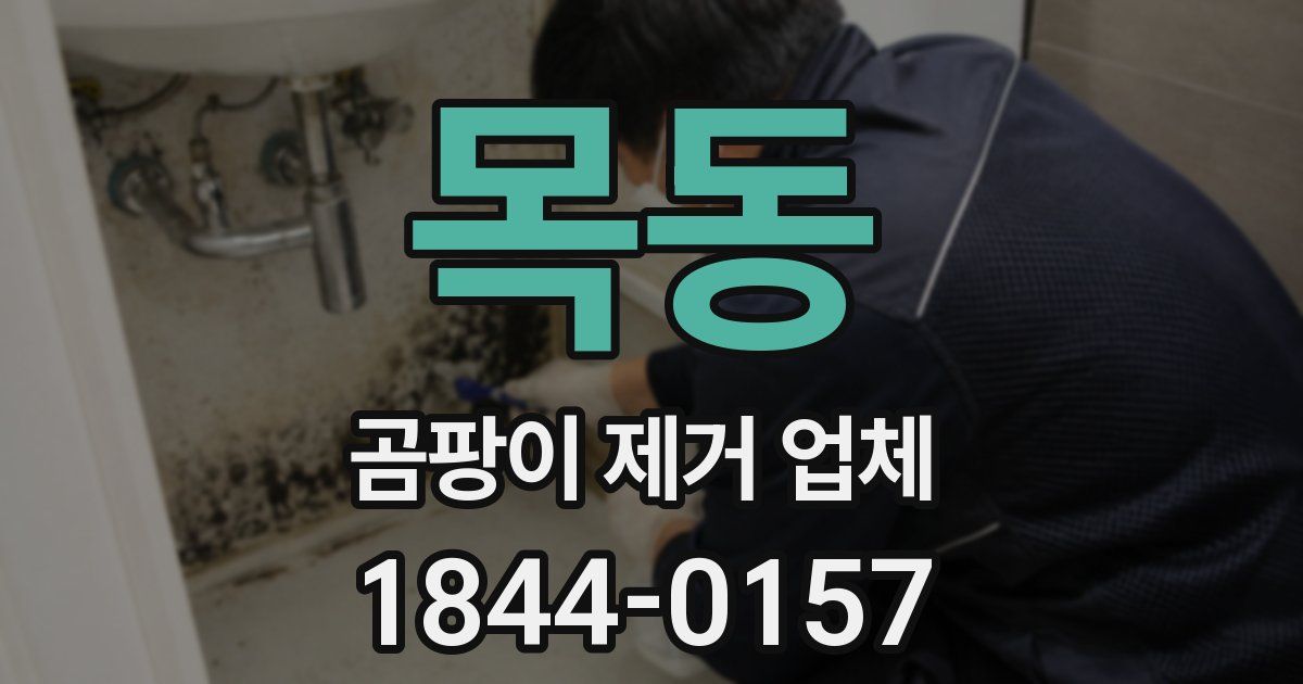 목동 곰팡이 제거 업체
