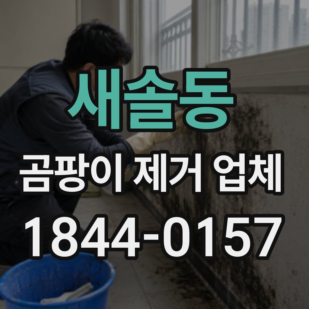 새솔동 곰팡이 제거 업체
