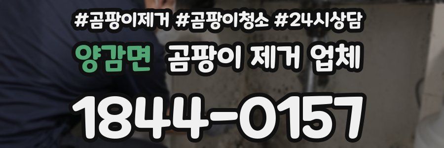 양감면 곰팡이 제거 업체