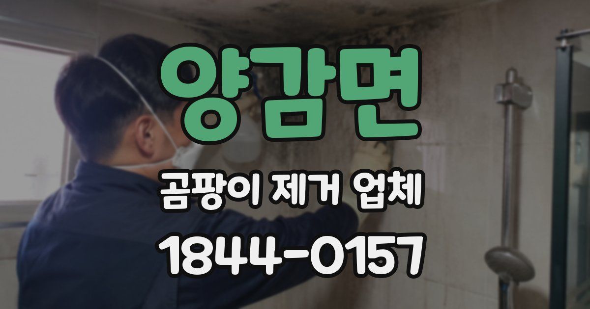 양감면 곰팡이 제거 업체