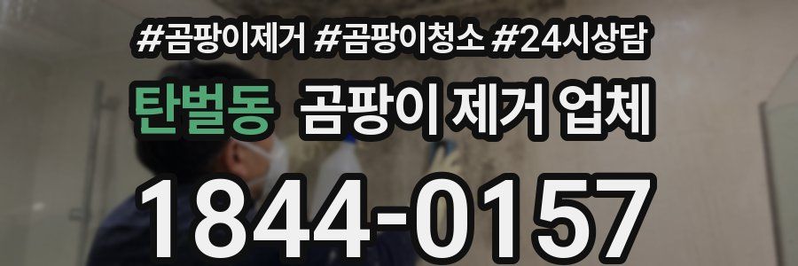 탄벌동 곰팡이 제거 업체