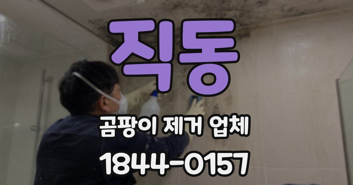 직동 곰팡이 제거 업체