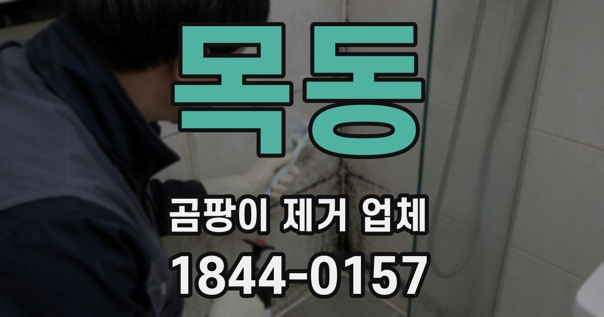 목동 곰팡이 제거 업체