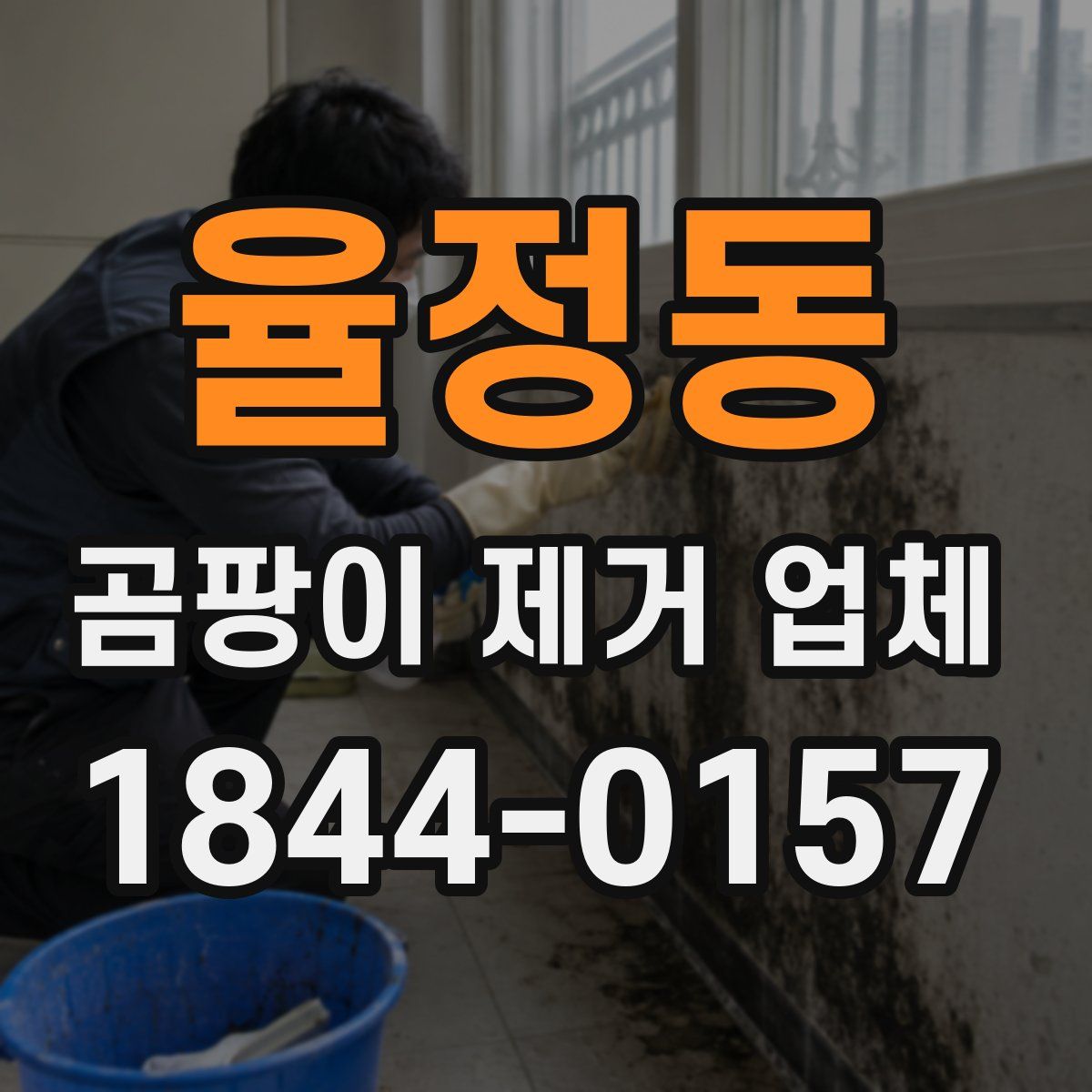 율정동 곰팡이 제거 업체