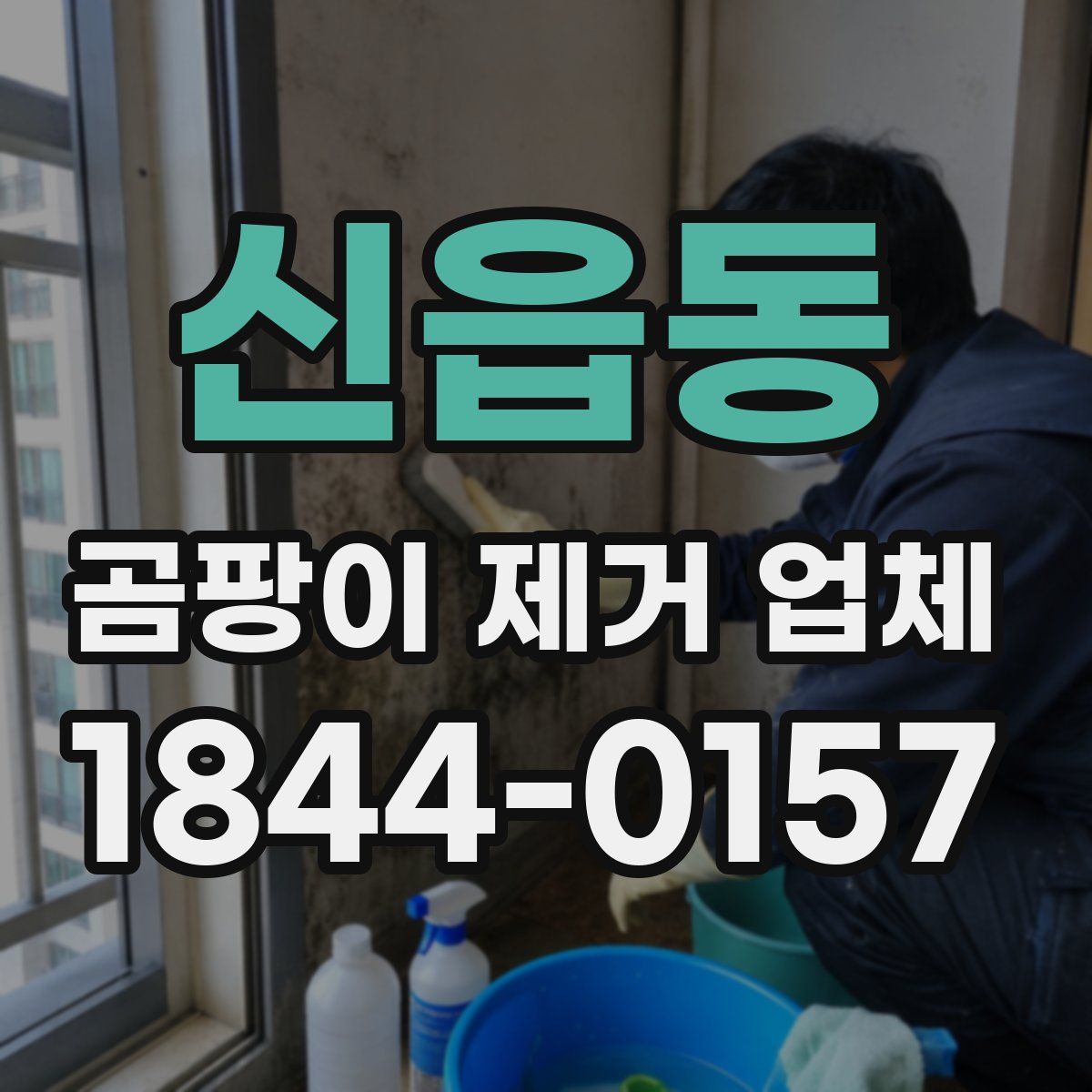 신읍동 곰팡이 제거 업체