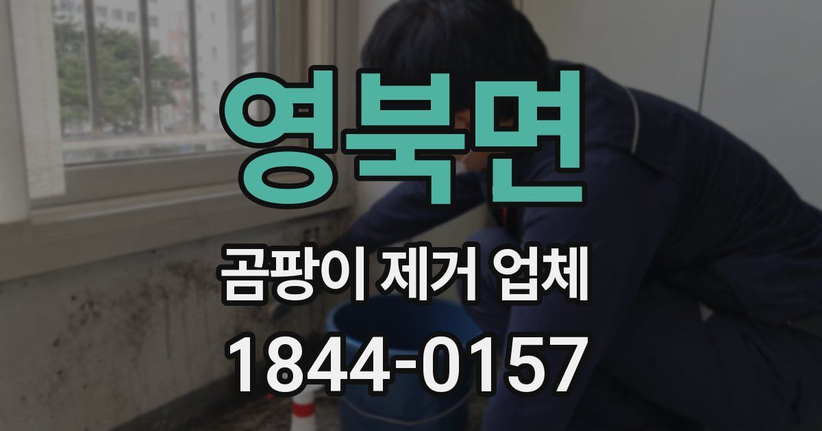 영북면 곰팡이 제거 업체