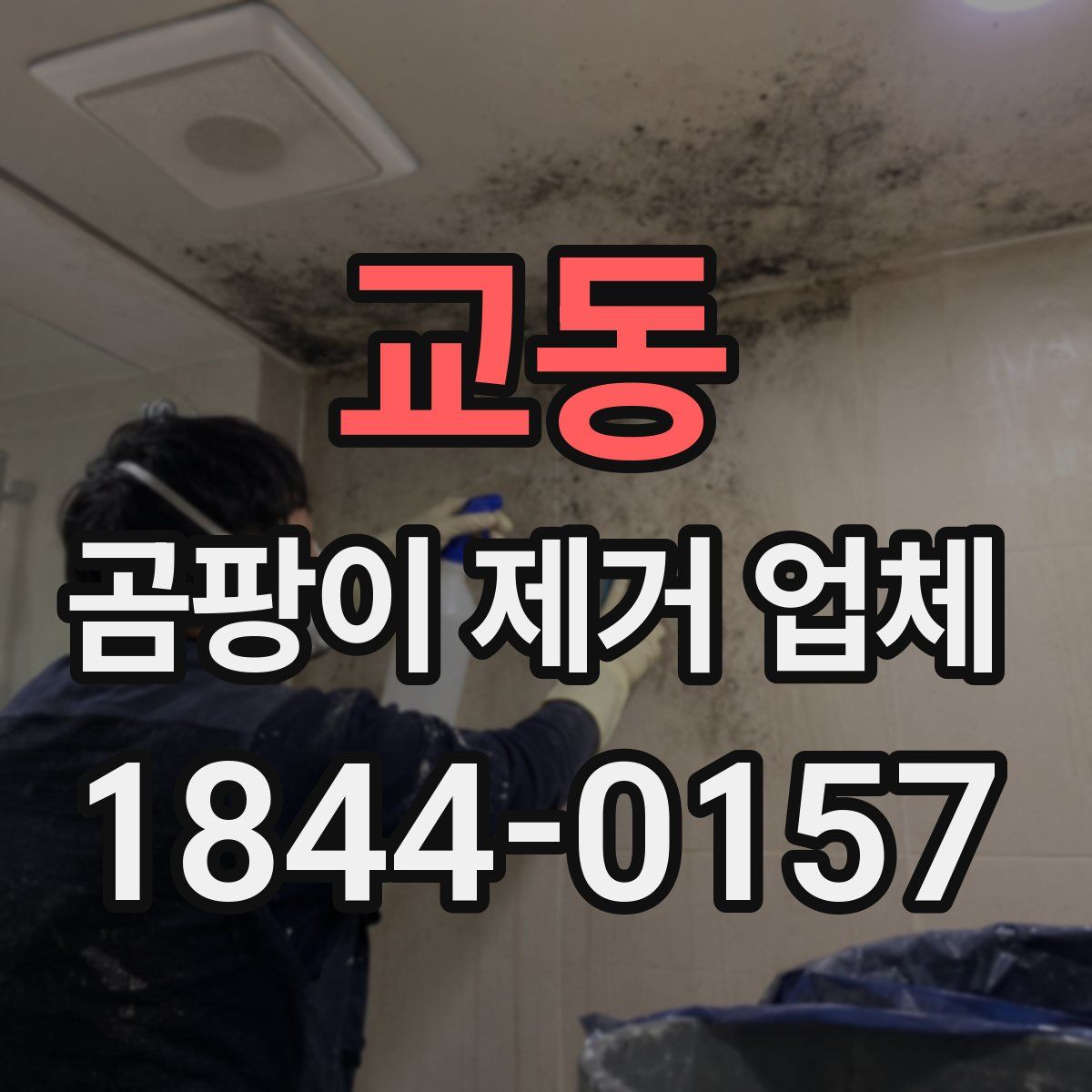 교동 곰팡이 제거 업체