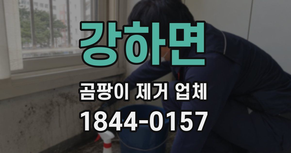 강하면 곰팡이 제거 업체