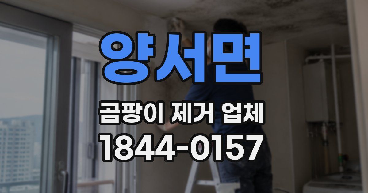 양서면 곰팡이 제거 업체