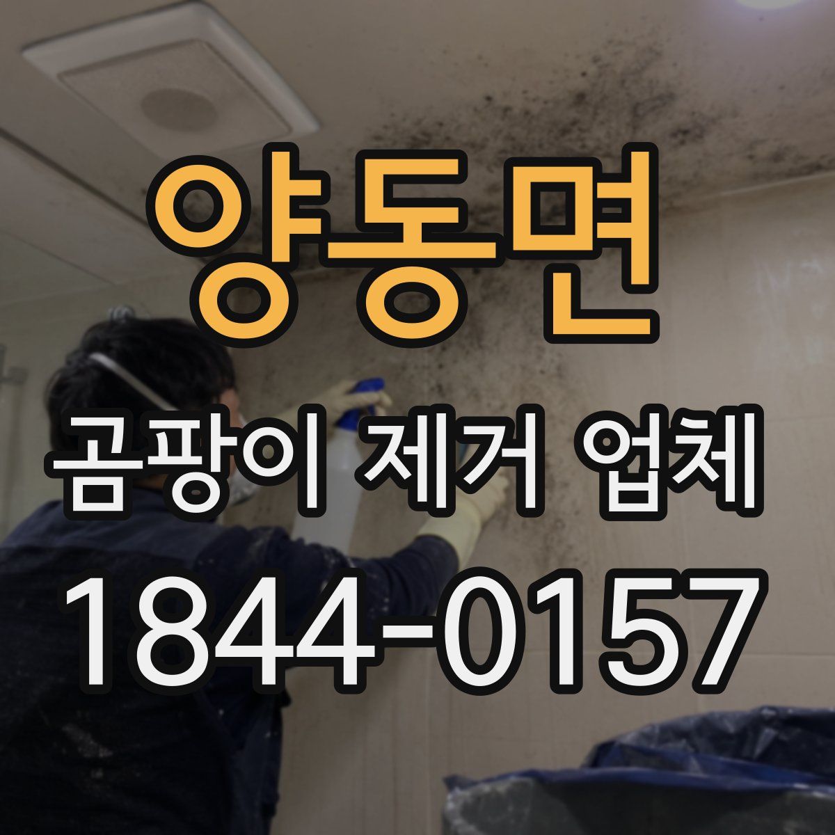 양동면 곰팡이 제거 업체