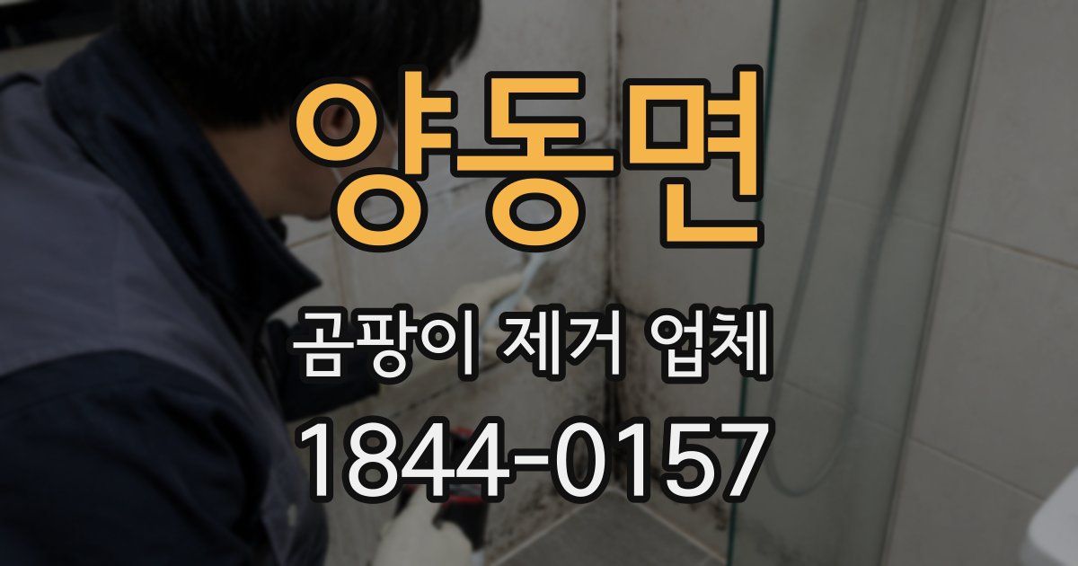 양동면 곰팡이 제거 업체