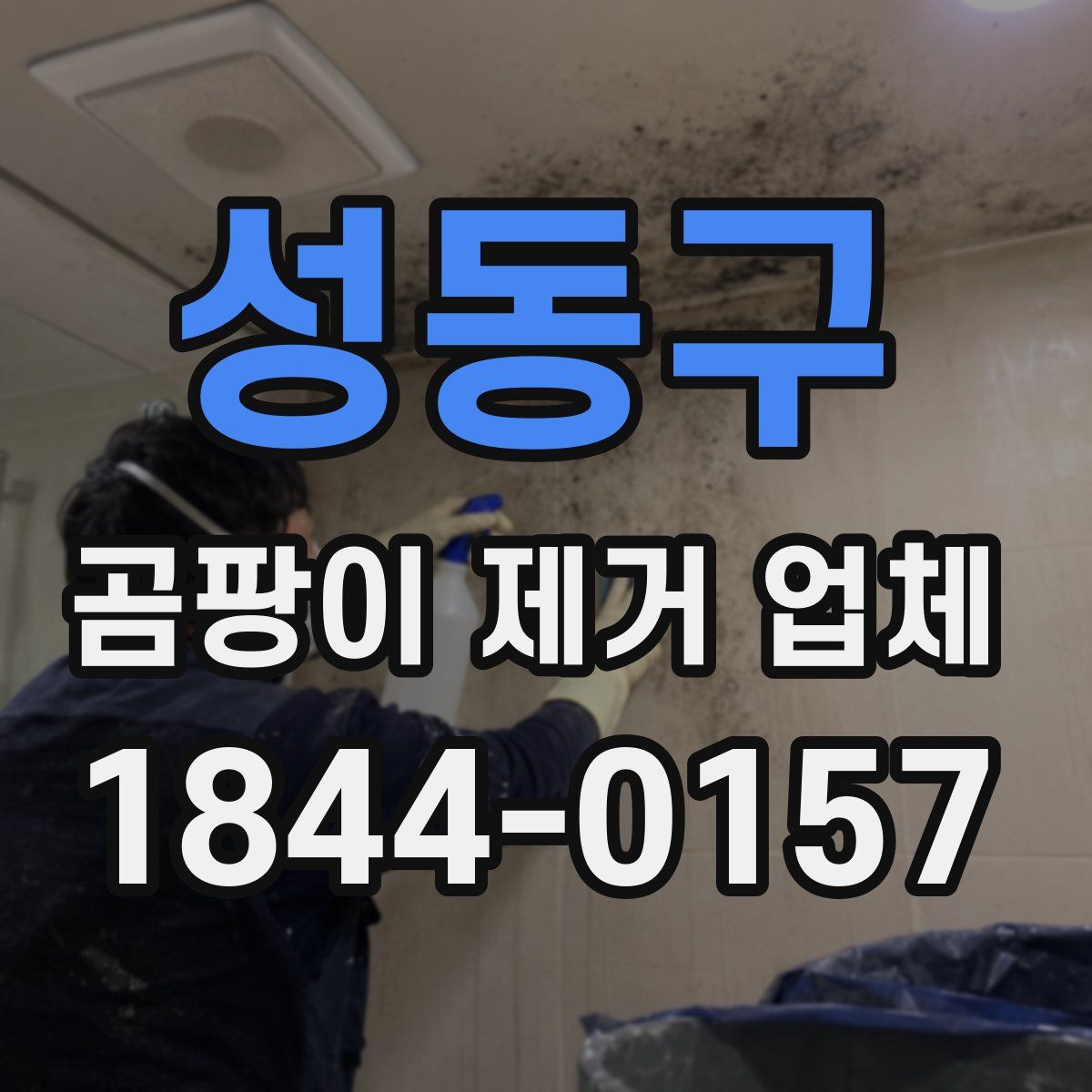 성동구 곰팡이 제거 업체