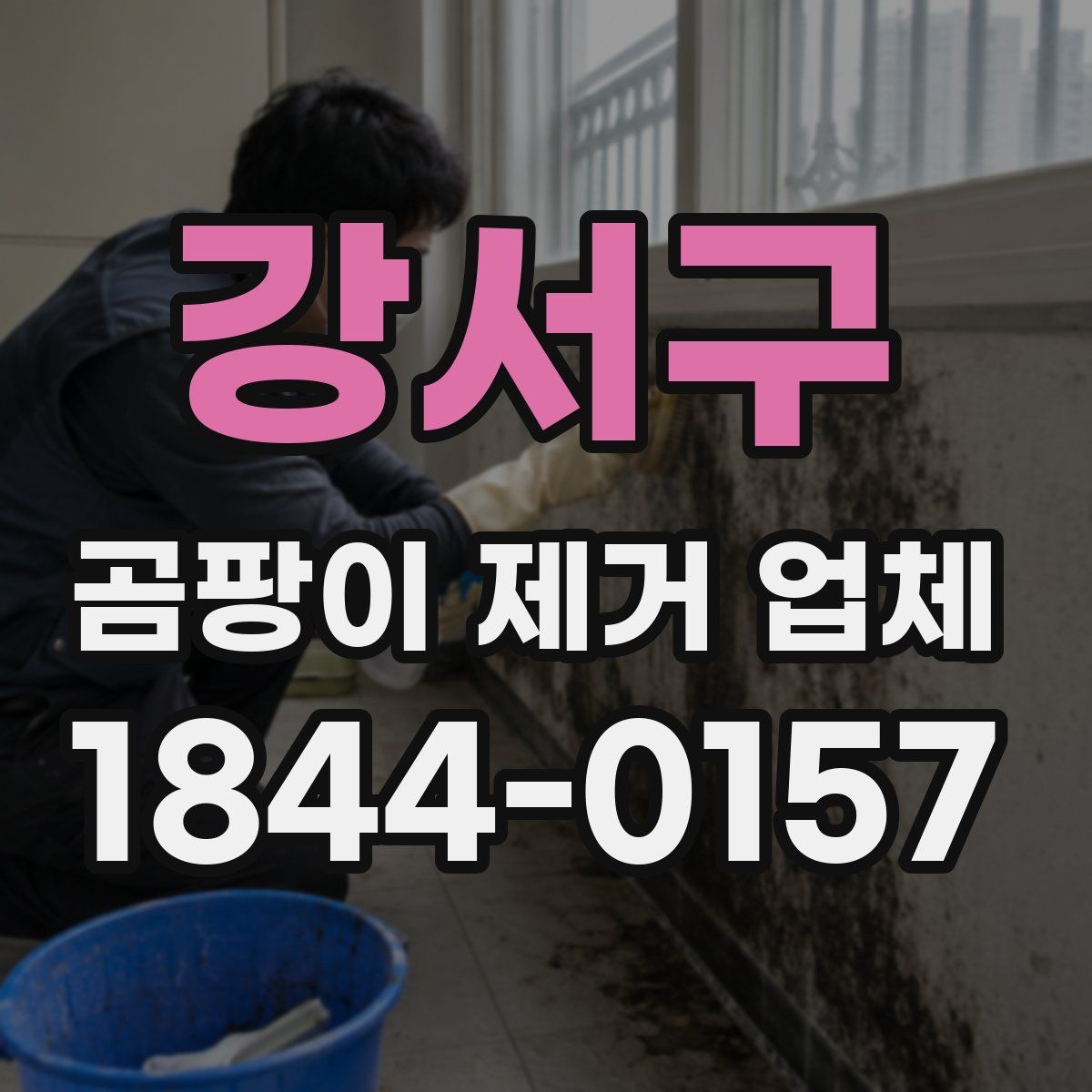 강서구 곰팡이 제거 업체