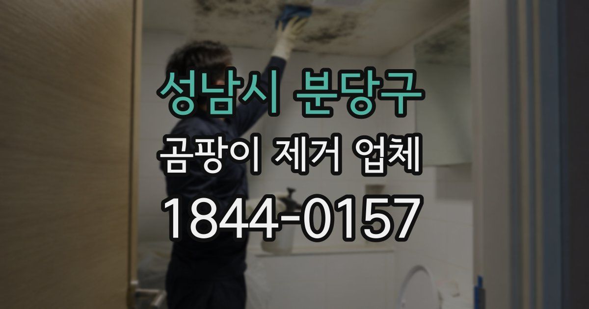 성남시 분당구 곰팡이 제거 업체