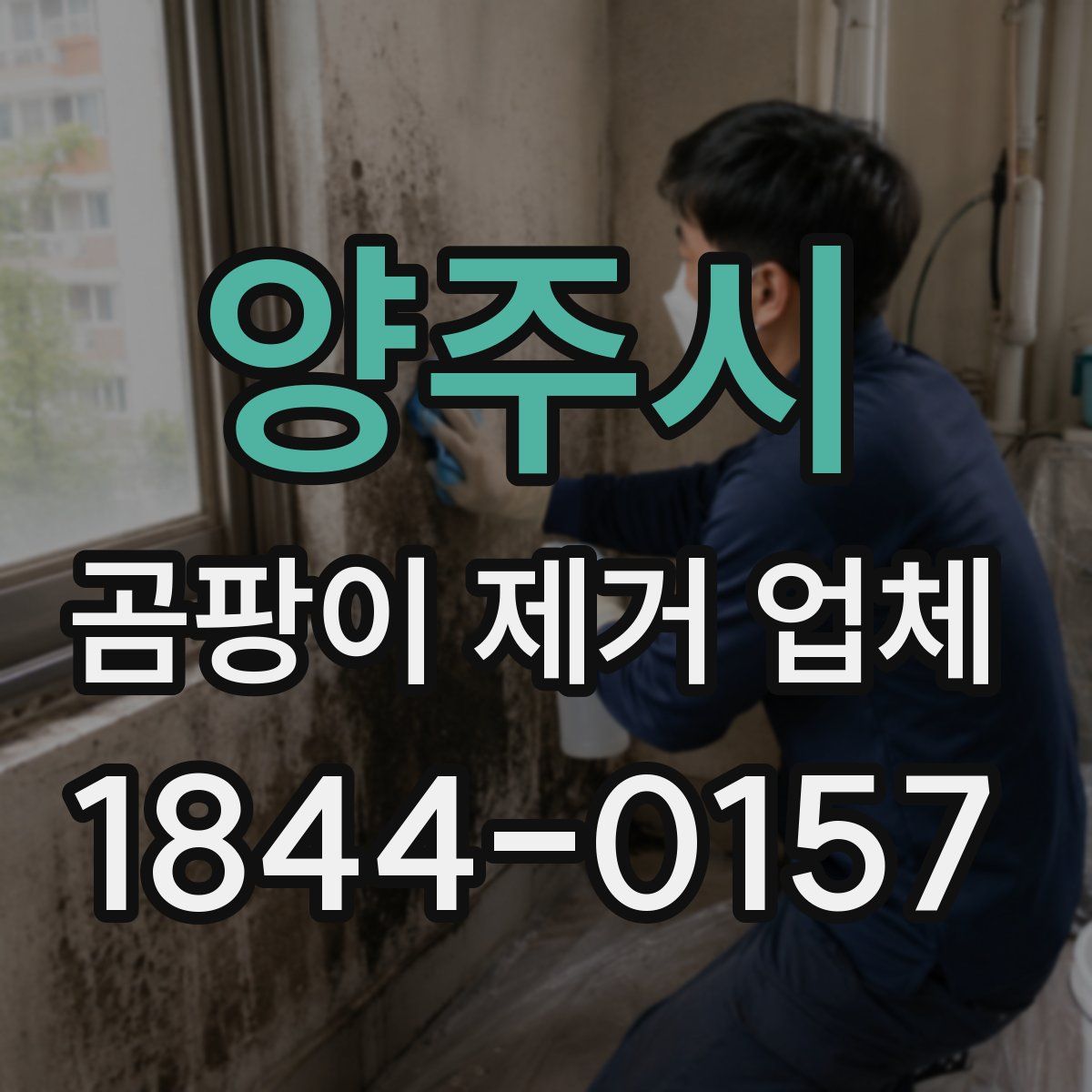 양주시 곰팡이 제거 업체
