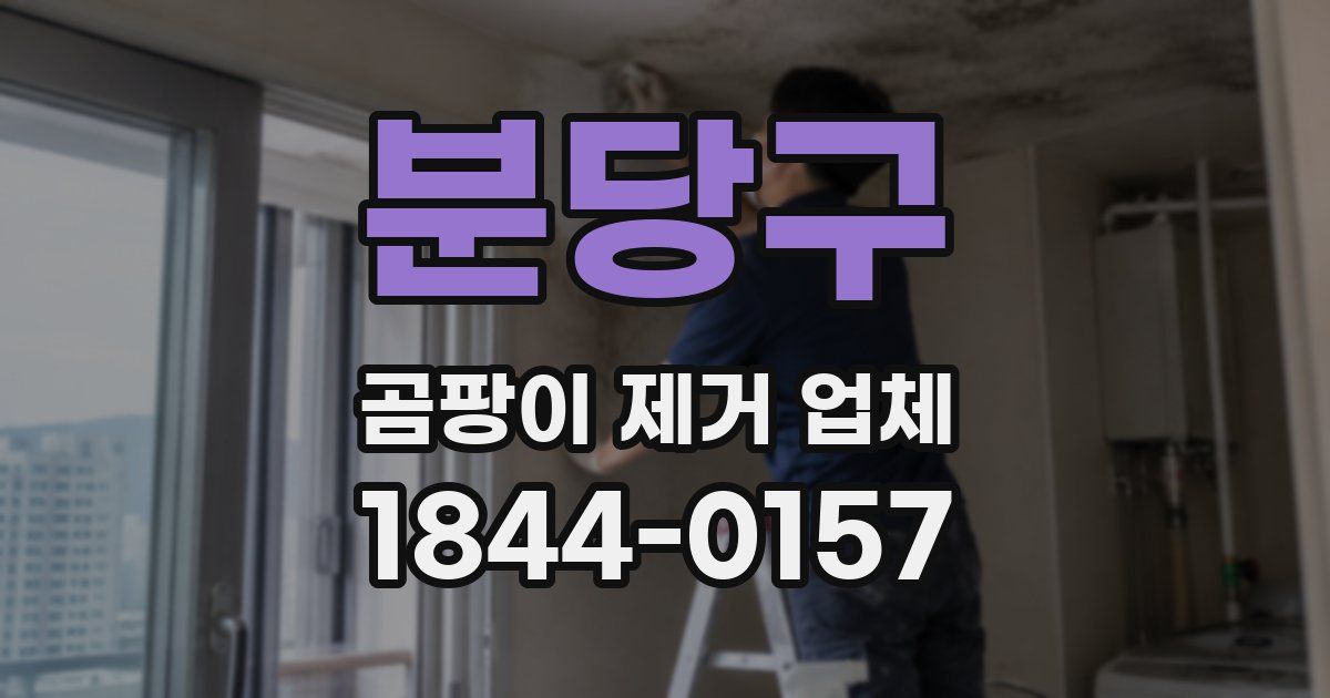 분당구 곰팡이 제거 업체