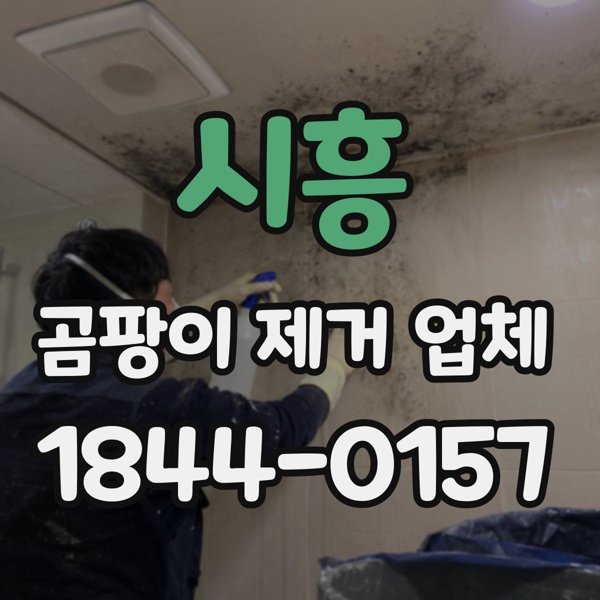 시흥 곰팡이 제거 업체