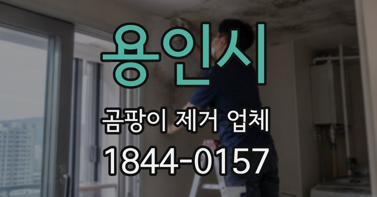 용인시 곰팡이 제거 업체