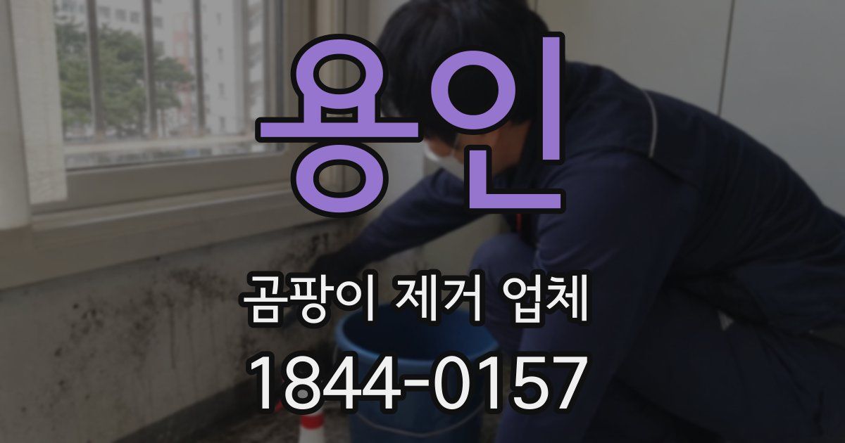 용인 곰팡이 제거 업체