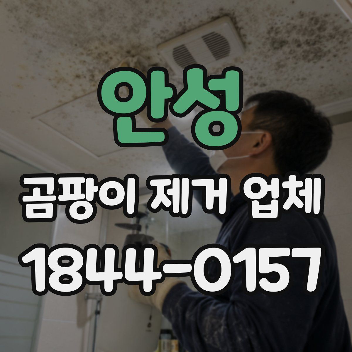 안성 곰팡이 제거 업체