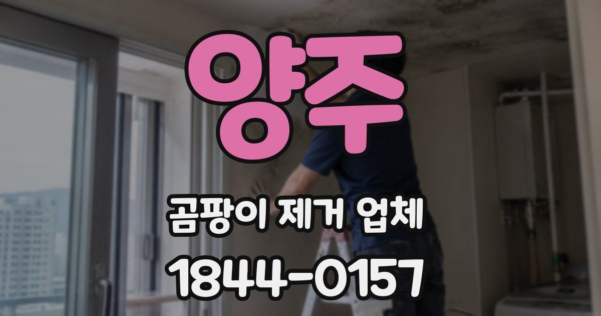 양주 곰팡이 제거 업체