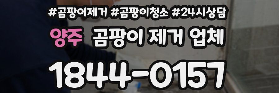 양주 곰팡이 제거 업체