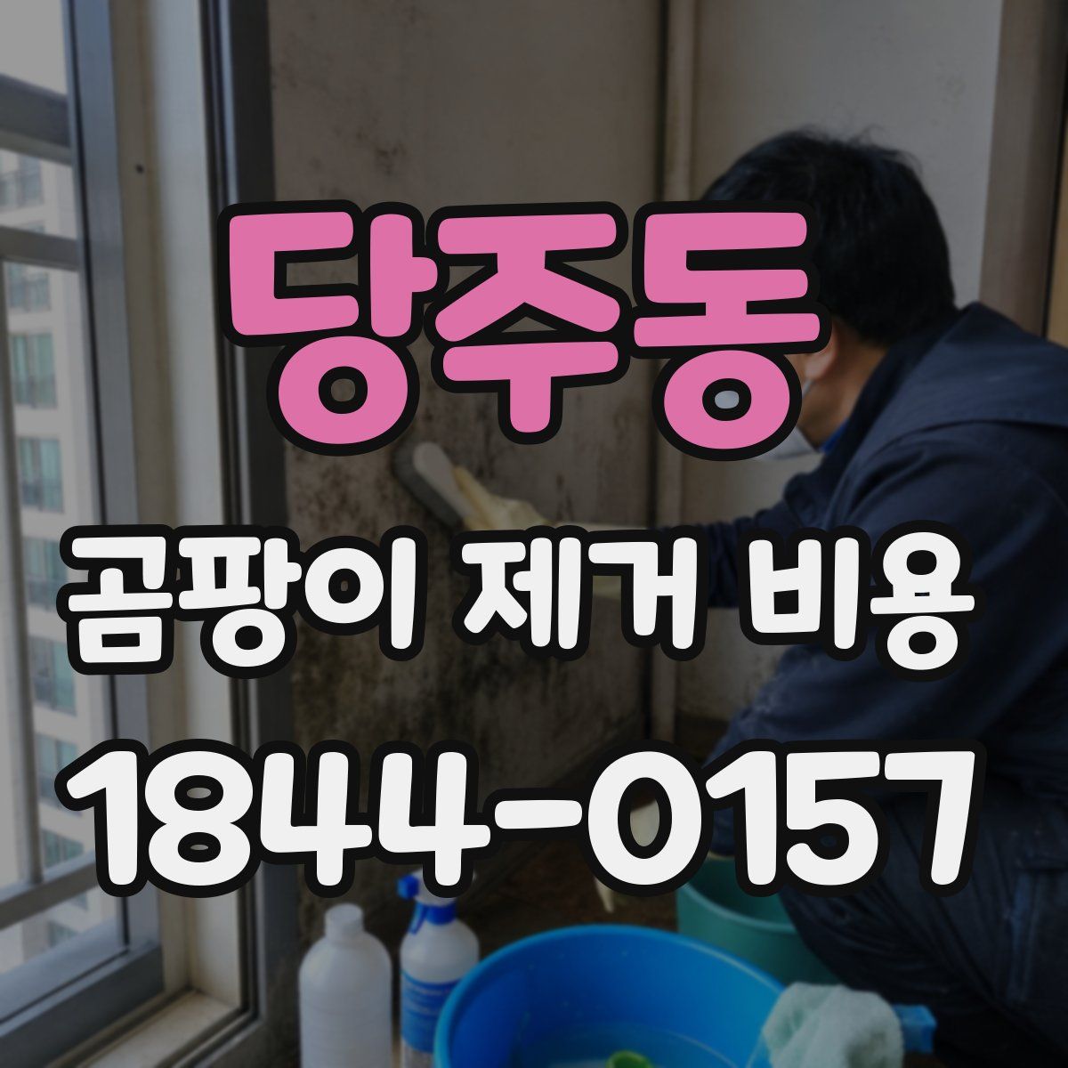 당주동 곰팡이 제거 비용