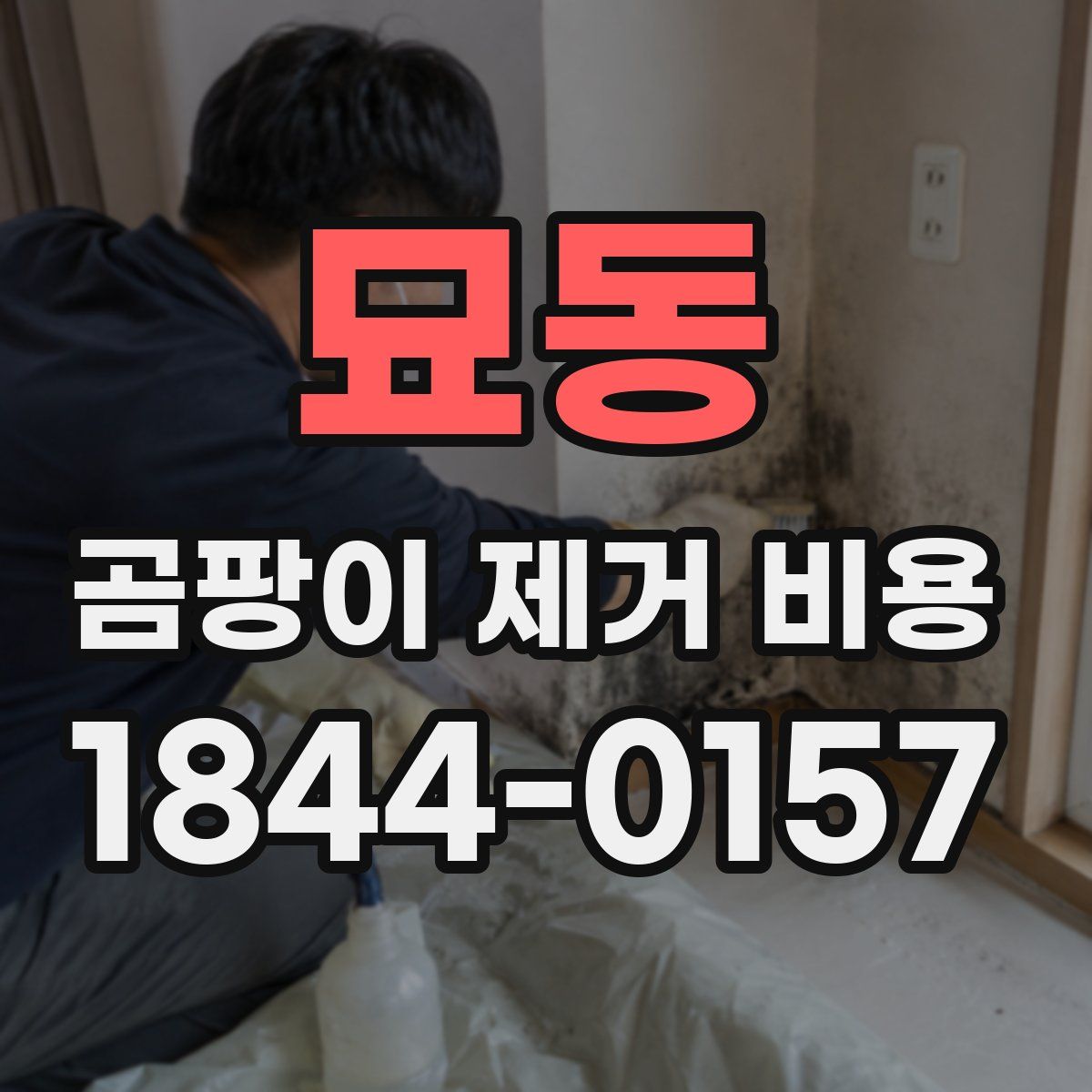 묘동 곰팡이 제거 비용