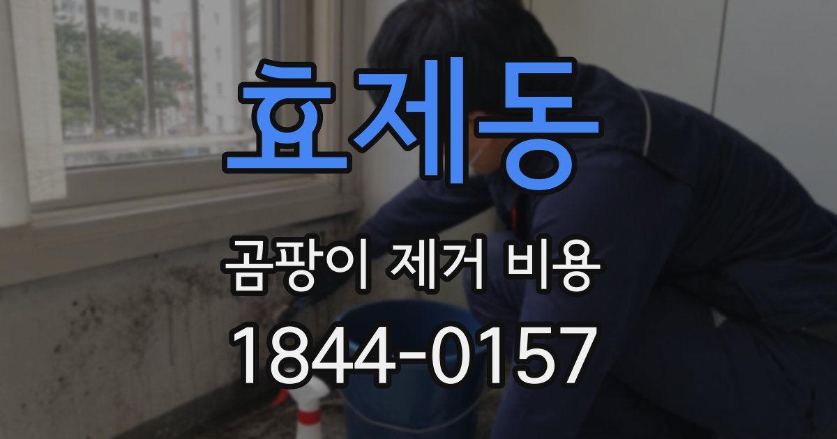효제동 곰팡이 제거 비용