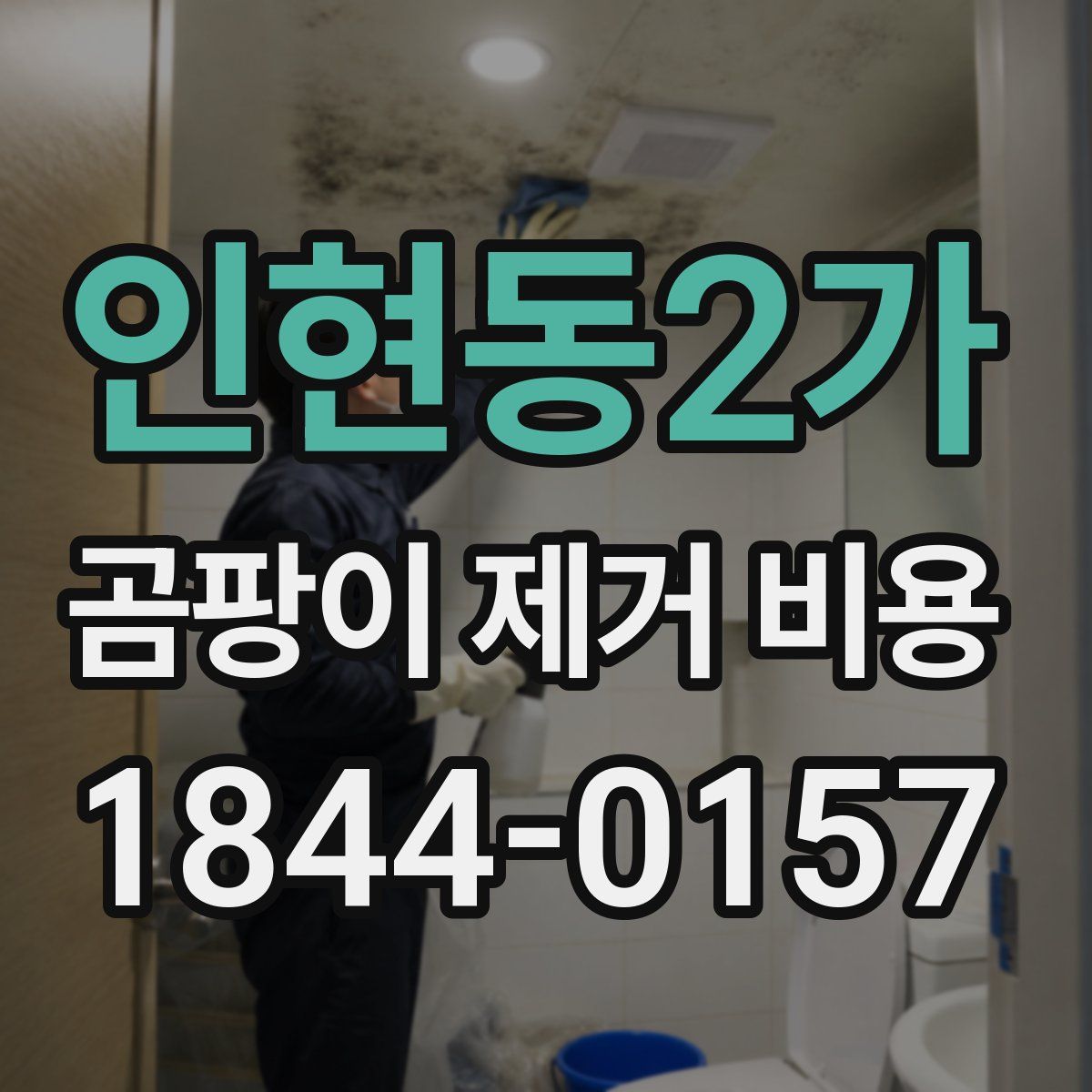 인현동2가 곰팡이 제거 비용