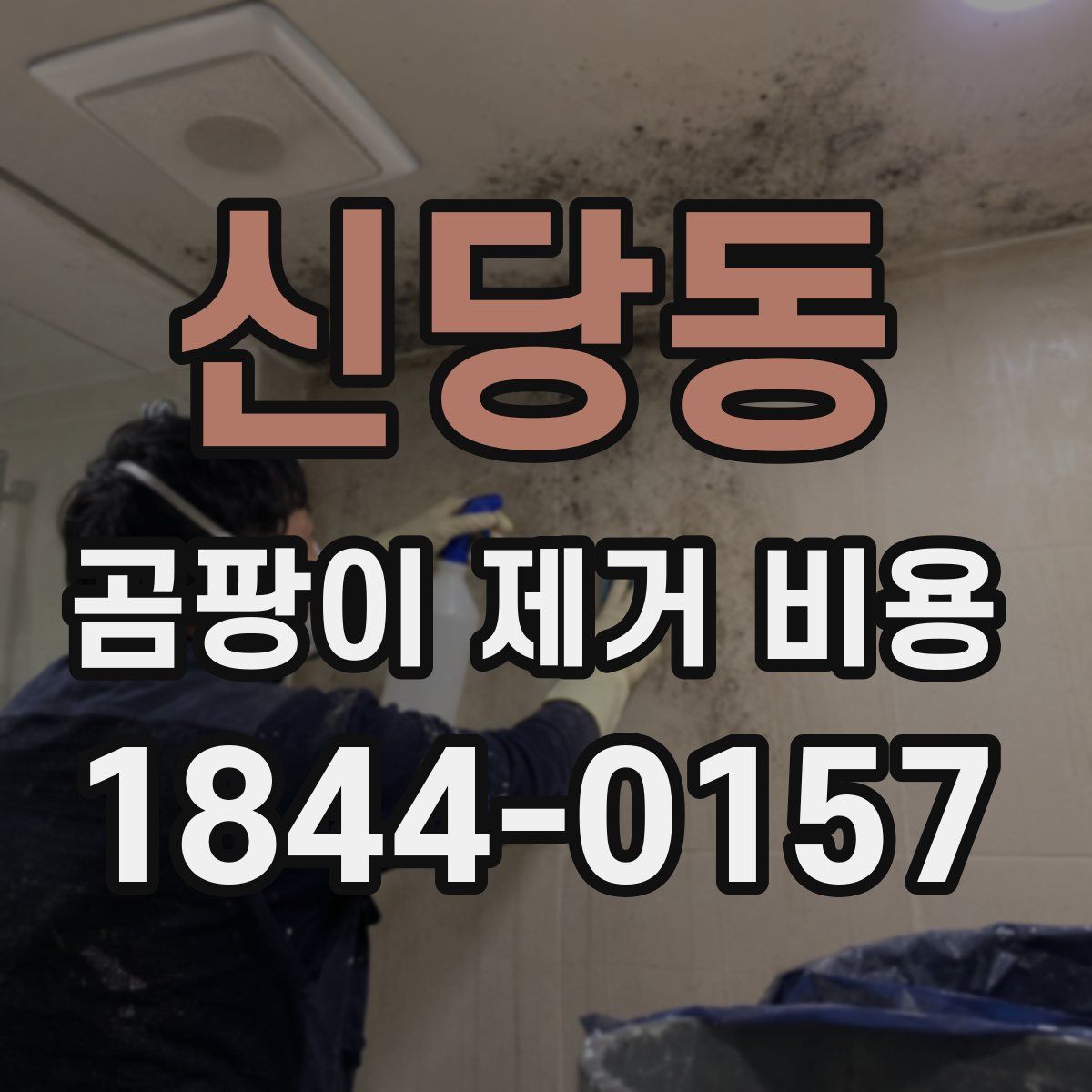 신당동 곰팡이 제거 비용