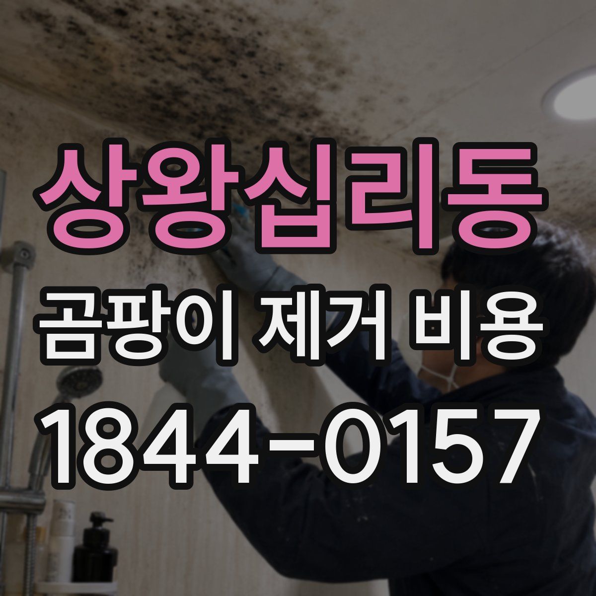 상왕십리동 곰팡이 제거 비용