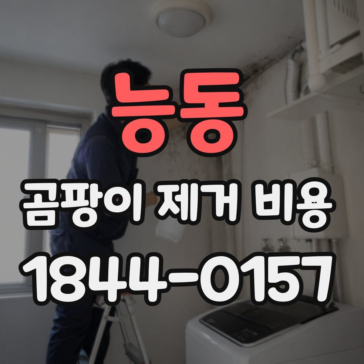 능동 곰팡이 제거 비용