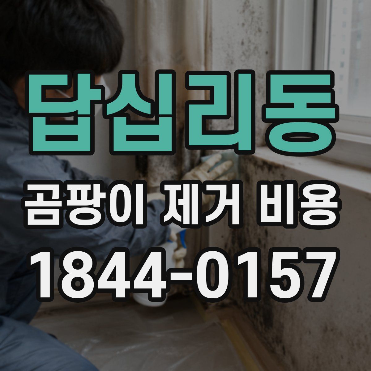 답십리동 곰팡이 제거 비용
