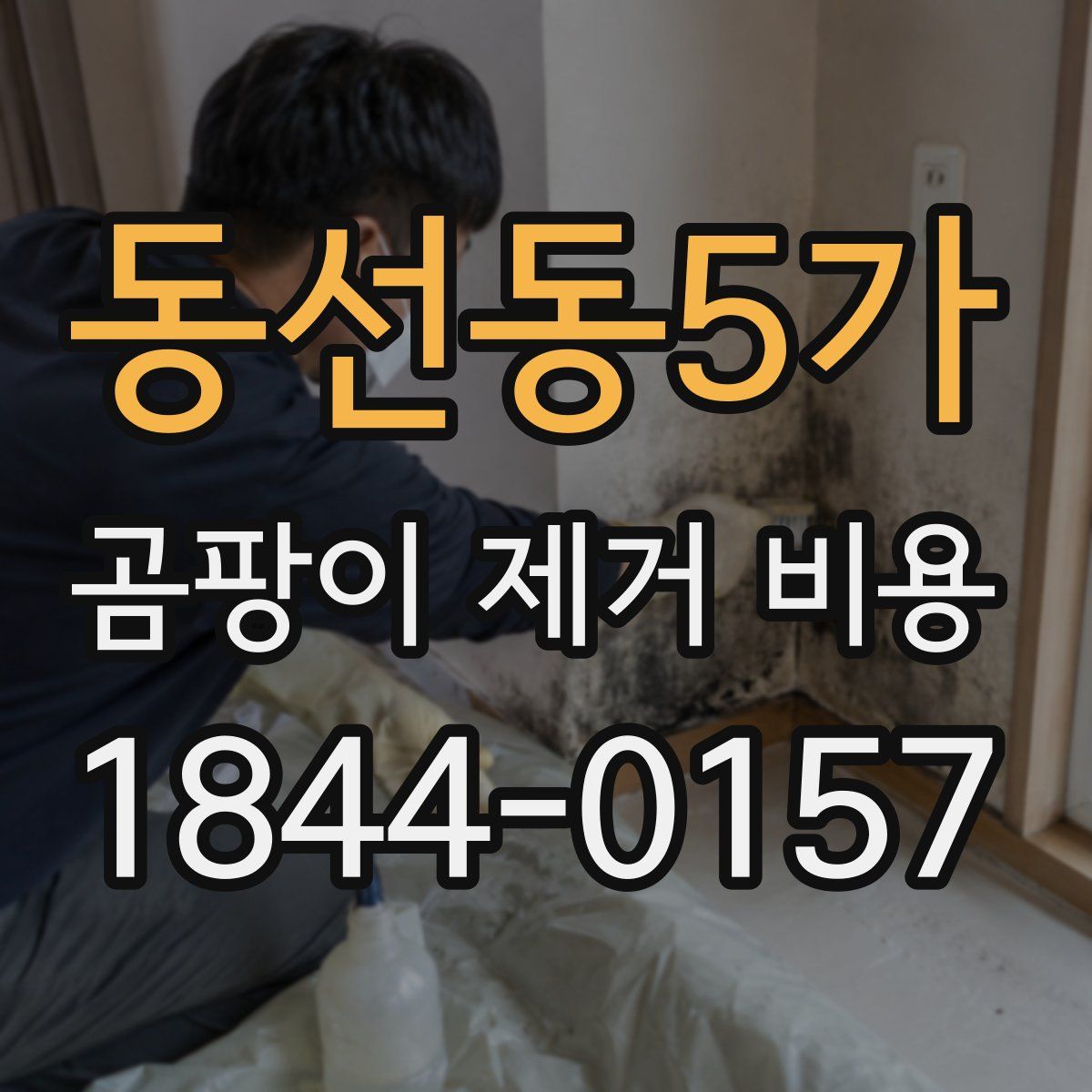 동선동5가 곰팡이 제거 비용