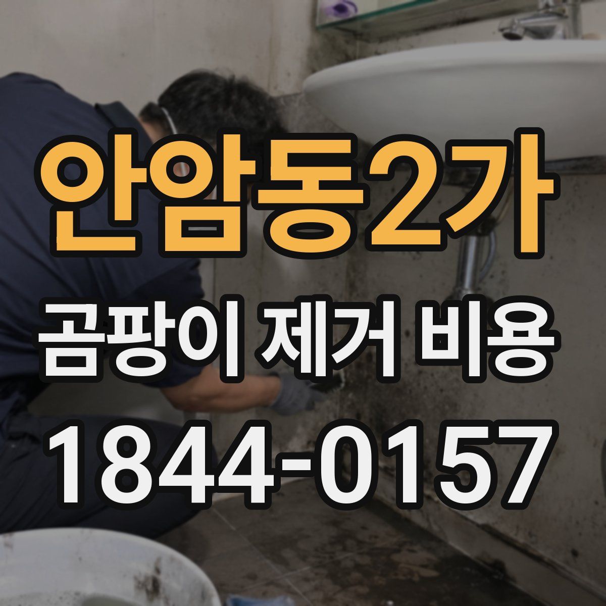 안암동2가 곰팡이 제거 비용