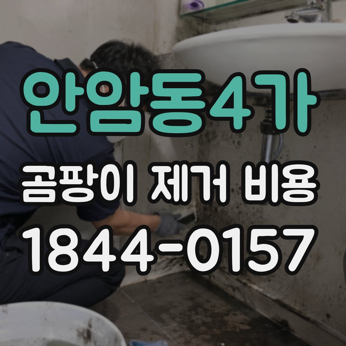 안암동4가 곰팡이 제거 비용
